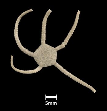 Media type: image;   Invertebrate Zoology OPH-320 Aspect: dorsal